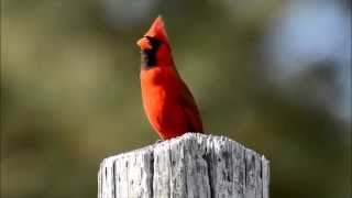 Northern Cardinal singing [upl. by Michelina632]