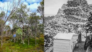 Sandalwood  The Story of Sandalwood in Western Australia [upl. by Ib387]