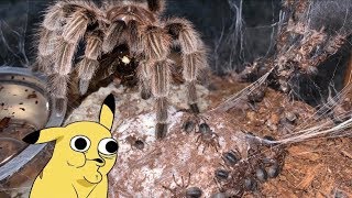 Even TARANTULAS know how to CARE for their BABIES [upl. by Kliber846]