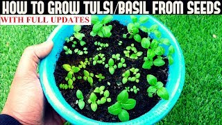 How To Grow TulsiHoly Basil From Seeds With Updates [upl. by Aeneg]