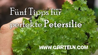 Fünf Tipps für perfekte Petersilie  Petersilie pflanzen [upl. by Acissehc]