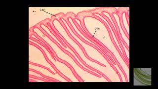 ORGANISM SLIDE Coprinus [upl. by Nojed]