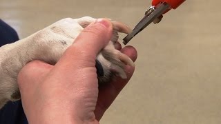 How to Trim Dogs Nails  Canine Nail Trim [upl. by Pettit]