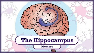 Memory and the Hippocampus [upl. by Nivaj]