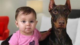 Doberman Protects Baby Compilation NEW [upl. by Ehctav]