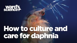 Caring and Culturing for Daphnia [upl. by Hu487]