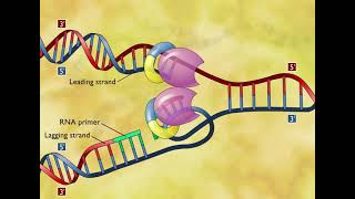 DNA Replication 3D Animation [upl. by Lennie]