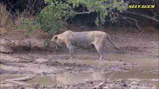 Lion dying of snakebite [upl. by Tenom]