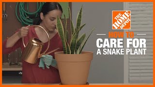 How to Care for a Snake Plant  Indoor Plant Tips  The Home Depot [upl. by Damal467]