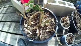 Overwintering amp Repotting Geranium Flowers [upl. by Akcebar101]