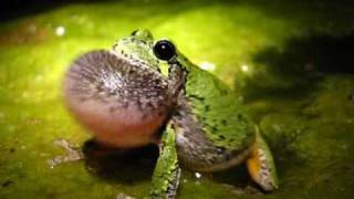 GrayGrey treefrog Hyla versicolor calling Video [upl. by Attwood10]