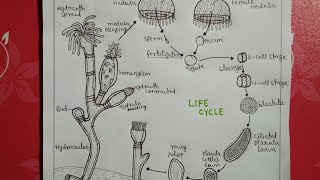 Life cycle of obeliabsc notes [upl. by Jackelyn]