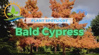 Bald Cypress  Plant Spotlight [upl. by Atalanta]