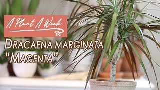 Dracaena marginata quotMagentaquot Care  A Plant A Week [upl. by Claribel263]