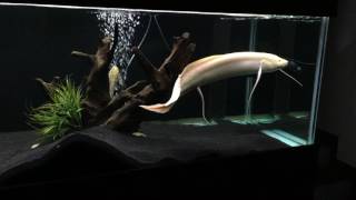 Albino lungfish  protopterus aethiopicus [upl. by Beau441]