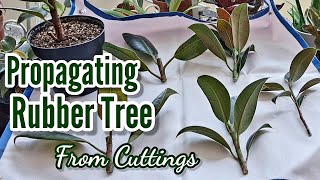 How to Propagate Rubber Plant  Soil and Water Propagation [upl. by Daberath665]