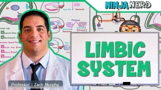 Neurology  Limbic System Anatomy amp Function [upl. by Herahab]