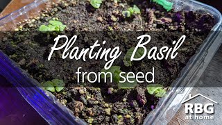 Urban Gardening Planting Basil from Seed Indoors [upl. by Hait]