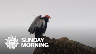 Nature California condors [upl. by Bernadene]