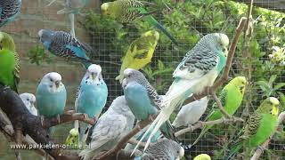 Budgerigars sounds  Parkieten geluiden  30 minutes of parakeet sounds [upl. by Derag705]