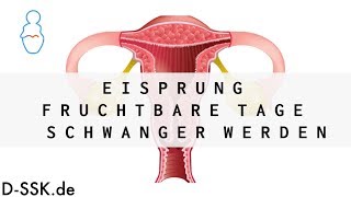 Eisprung  Fruchtbare Tage  Schwanger werden ✪ DSSKde [upl. by Nyad]