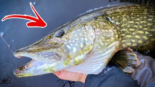 HOW TO SAFELY GRIP PIKE BY THE GILL PLATE  Team Galant [upl. by Ahsyekat268]