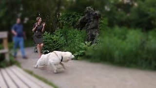 Bushman Ghillie Suit Prank  Funny Scare Pranks [upl. by Nica]