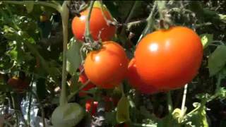 ⟹ Riesentraube Tomato  Solanum lycopersicum  Tomato review [upl. by Dusen]