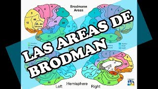 Areas de Brodman [upl. by Aileme]