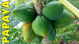 6 Tips How to Grow Papaya Perfectly in the Ground amp Containers [upl. by Florence906]