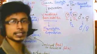 Genetics part 1 introduction to advanced genetics [upl. by Llehcim801]