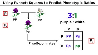 Mendelian Genetics and Punnett Squares [upl. by Sauder]