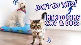 How to Introduce Dogs amp Cats SAFELY 🐱🐶 What to AVOID [upl. by Edmond996]