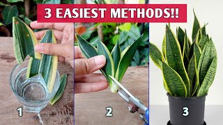 3 EASIEST Methods to Propagate SNAKE PLANTS  Snake Plant Propagation [upl. by Hildagarde]