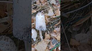 Coprinus comatus [upl. by Cara]