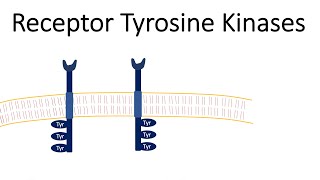 Receptor Tyrosine Kinases  RTK [upl. by Nivrag]