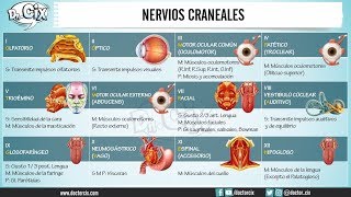 NERVIOS CRANEALES  Morfofisiología [upl. by Nagem317]