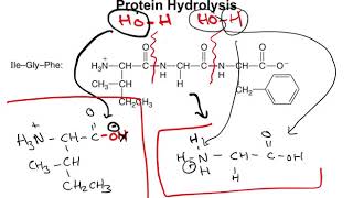 Chapter 167  Protein Hydrolysis and Denaturation [upl. by Anivas980]