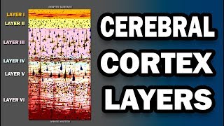 Cerebral Cortex Layers [upl. by Ikir]