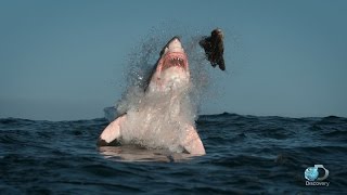 Breaching Great White Sharks  Shweekend [upl. by Atinna505]