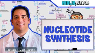 Metabolism  Nucleotide Synthesis  Purine amp Pyrimidine Synthesis [upl. by Chretien147]