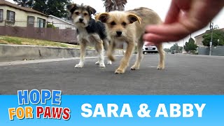 Dog rescue Sara amp Abby Please share and help us find them a loving forever home dogs [upl. by Fineman]