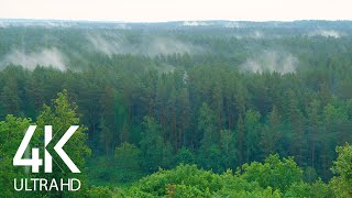 8 HOURS of Incredibly Calming Sound of Rain and Birds Chirping in the Forest 4K UltraHD [upl. by Farrel]