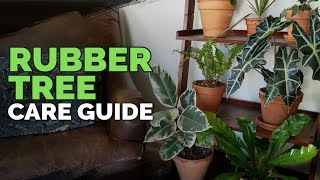 How to Care for The Rubber Tree Plant Ficus elastica [upl. by Wilbert]