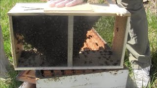 How to Install Package Honey Bees Into a Hive [upl. by Milda693]