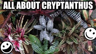 Cryptanthus Bromeliad  Care Propagation amp Varieties  Starfish Earth Star Collection Houseplant [upl. by Eleynad7]