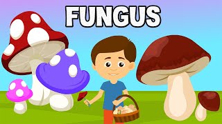 Fungus  Microorganism  Introduction to Fungus  What are Fungi  Biological Classification Fungi [upl. by Noreen]