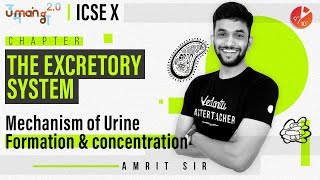 The Excretory System L2  Mechanism of Urine Formation and Concentration  ICSE Class 10 Biology [upl. by Batista418]