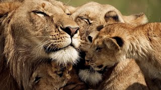 The Strongest LION PRIDE in Luangwa Valley  National Geographic Documentary 2020 Full HD 1080p [upl. by Alderson]