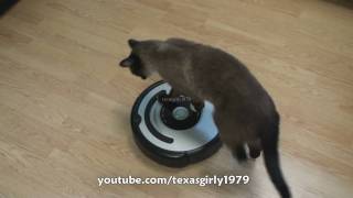 Cat shows HOW TO use iRobot Roomba Vacuum [upl. by Kilmarx703]